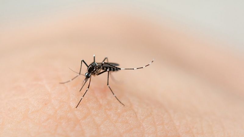 Murió una mujer embarazada con diagnóstico positivo de dengue