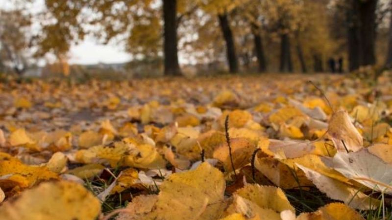 En plena cuarentena, llegó el otoño