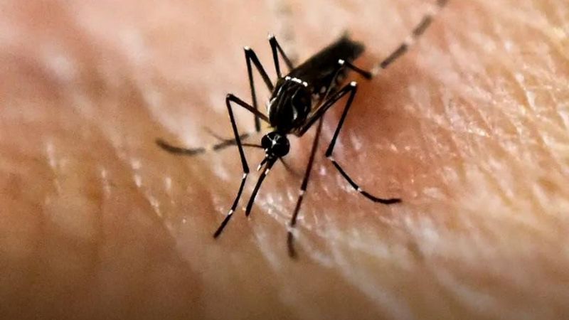 Los casos de dengue ascienden a 118 y no hay coronavirus