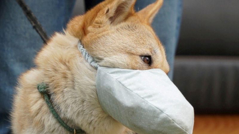 El coronavirus y su relación con las mascotas