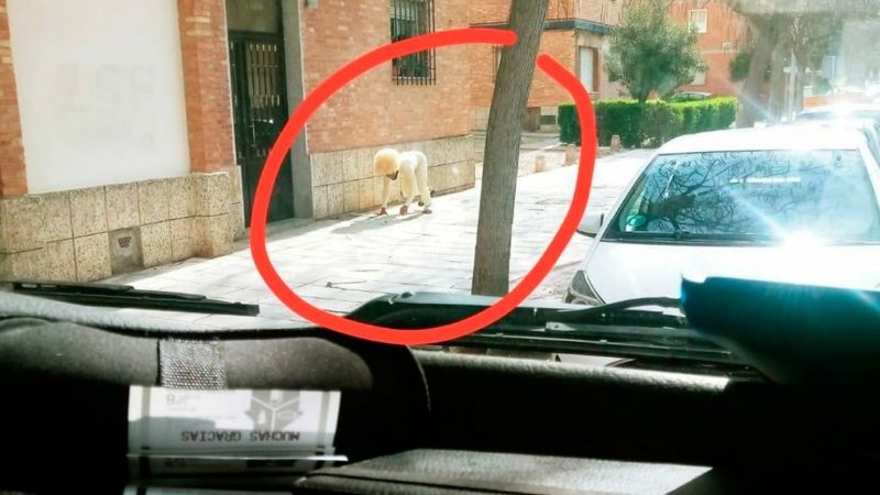 Salió disfrazado de perro para violar la cuarentena