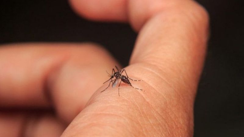 Doce casos nuevos de dengue