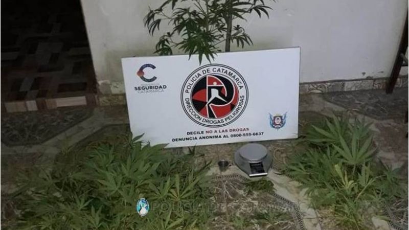 Secuestran plantas de marihuana, una carabina y 160 mil pesos