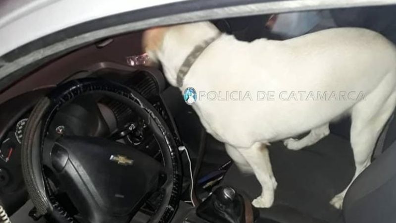 Lo detuvieron por manejar en forma peligrosa, y le encontraron marihuana