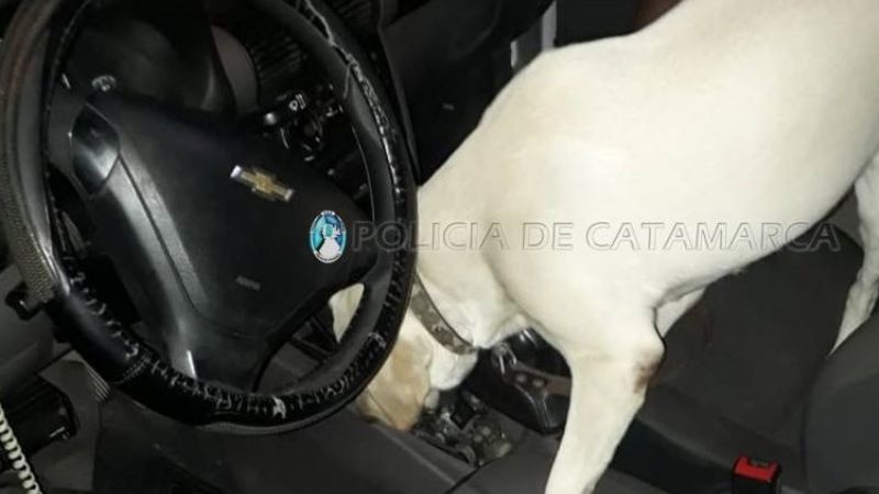 Lo detuvieron por manejar en forma peligrosa, y le encontraron marihuana