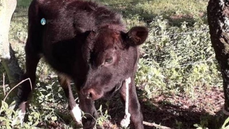 Arrestan a un hombre y secuestran dos animales