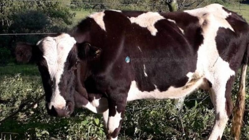 Arrestan a un hombre y secuestran dos animales