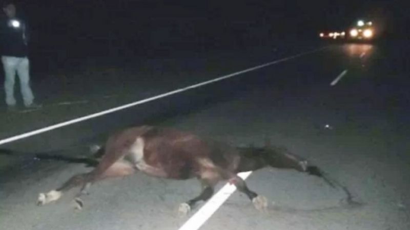 Tres heridos tras chocar un auto contra un caballo