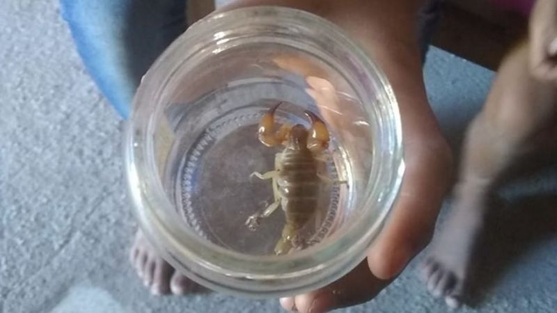 Vecinos encienden las alarmas por alacranes y víboras en Huachaschi