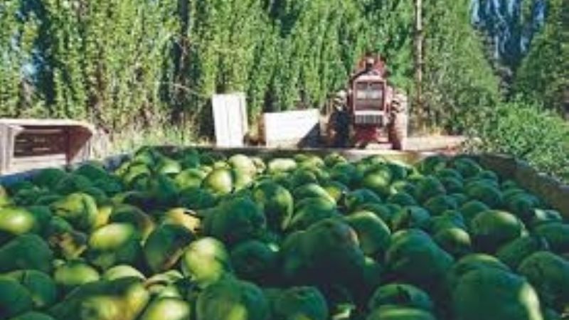 Cae la competitividad de algunos productos de las economías regionales