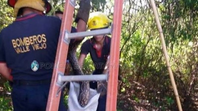 Encontraron una gran lampalagua en la casa