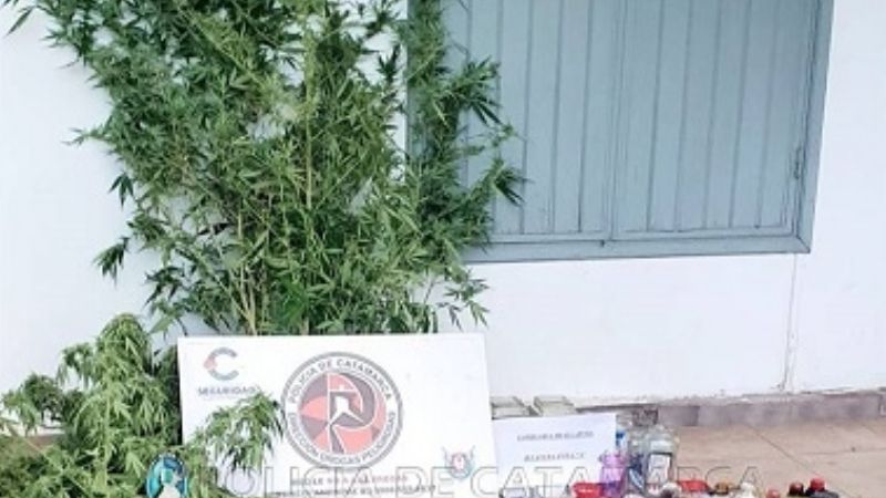 Secuestran cogollos, semillas y plantas de marihuana