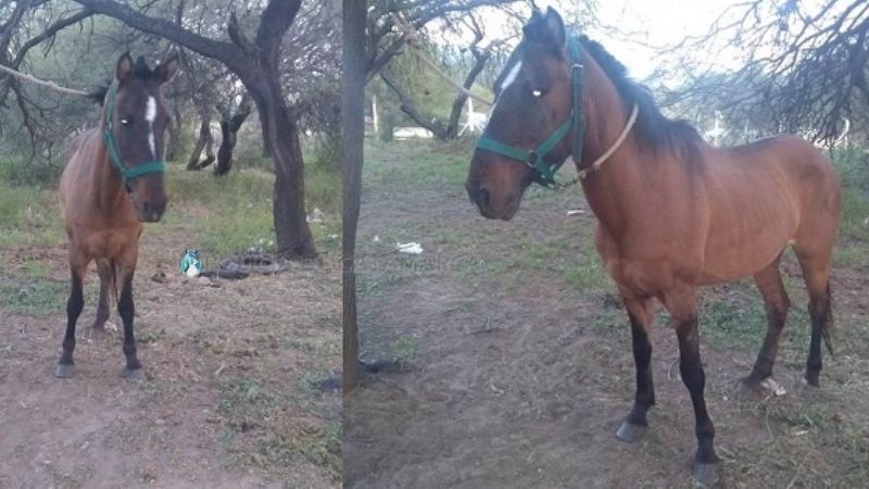 Secuestran animales sueltos