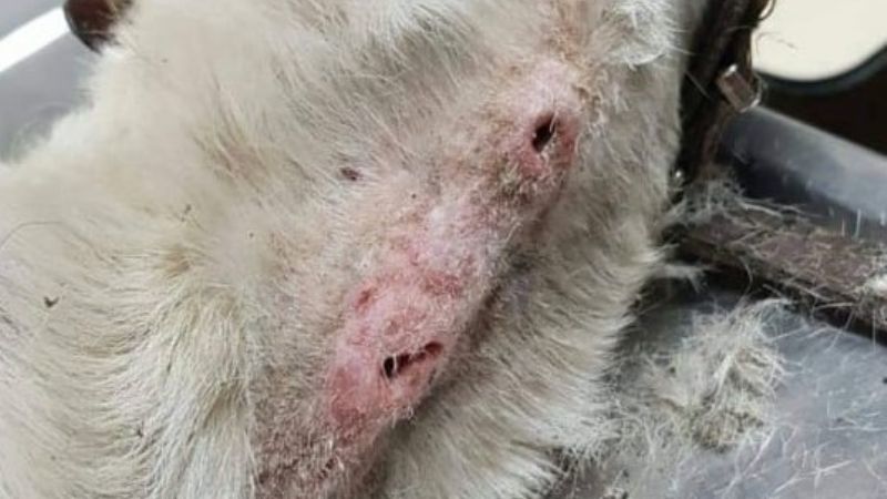 Hoy por el, mañana por nosotros