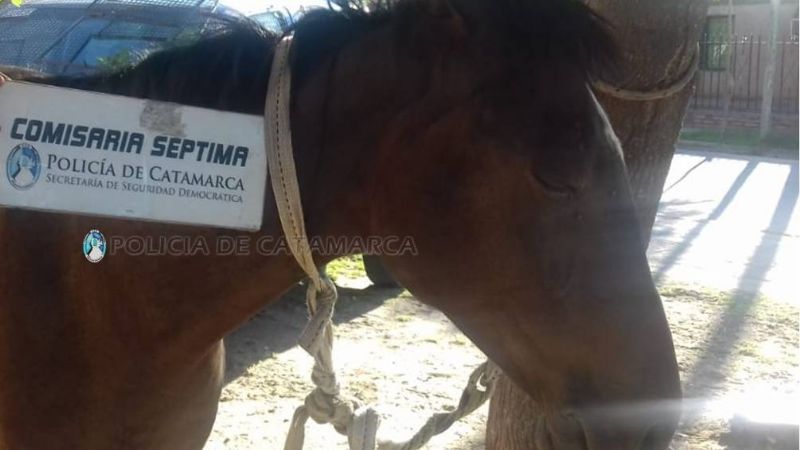 Detienen a una mujer por intento de robo y a su cómplice con un caballo robado