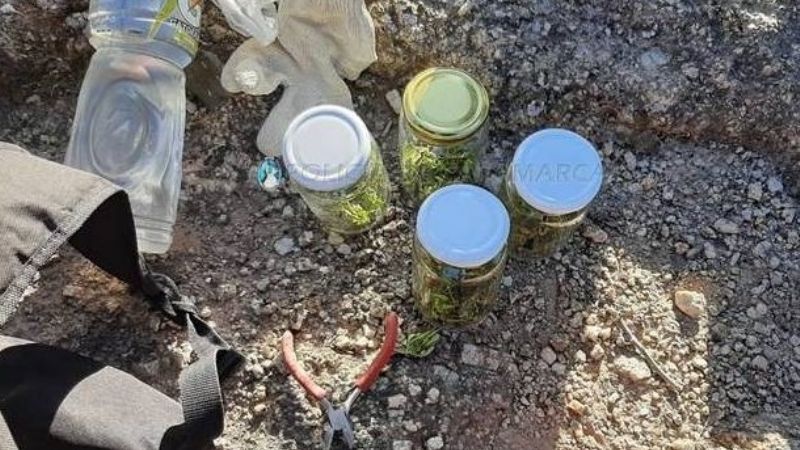 Secuestran cogollos de marihuana