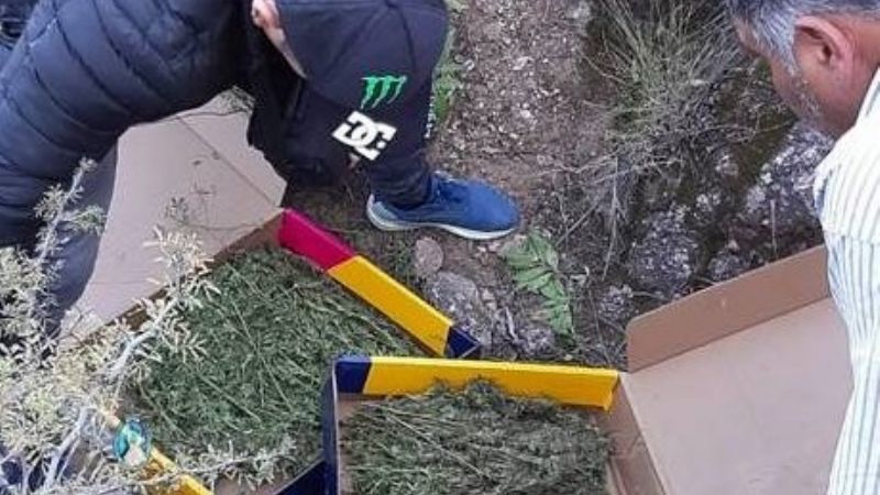 Secuestran cogollos de marihuana