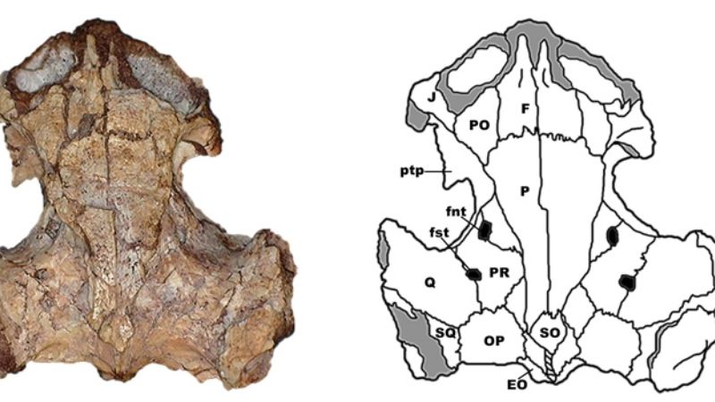Descubren una especie de tortuga de agua de 95 millones de años de antigüedad