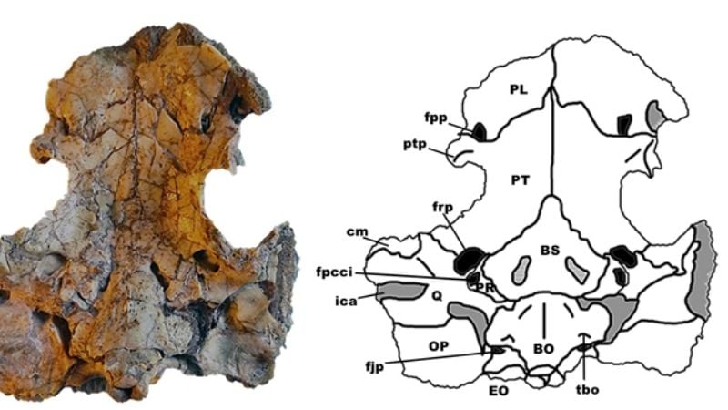 Descubren una especie de tortuga de agua de 95 millones de años de antigüedad