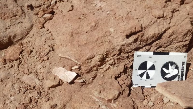 Descubren una especie de tortuga de agua de 95 millones de años de antigüedad