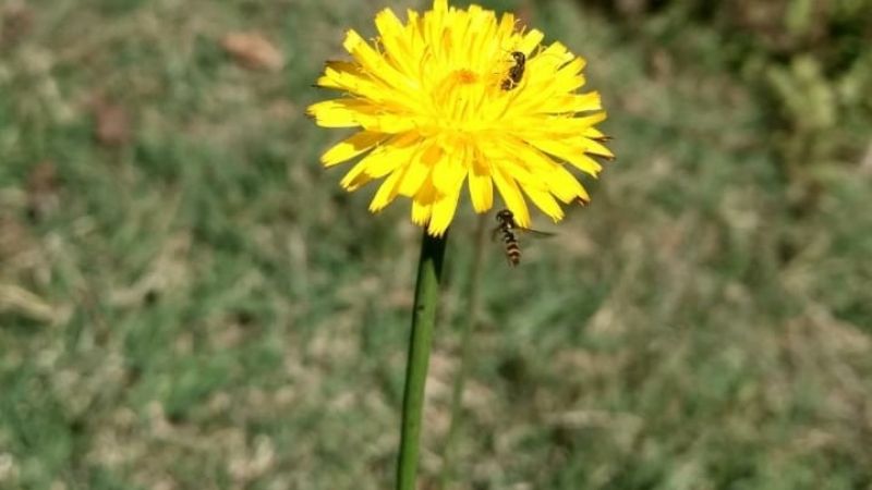 ¿Qué hacemos los indígenas en tiempos de pandemia?