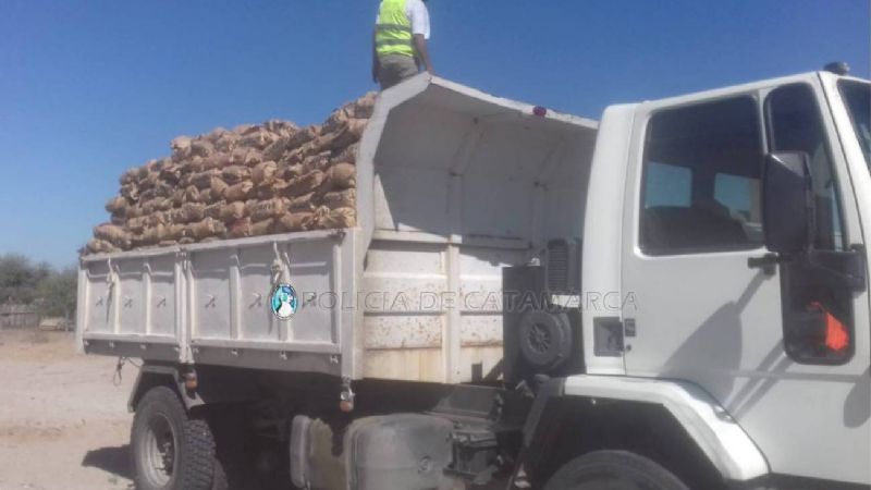 Secuestran más de 2 mil bolsas de carbón y 120 de leña