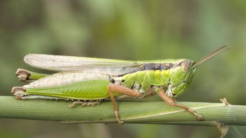 Controlan manga de saltamontes en Andalgalá
