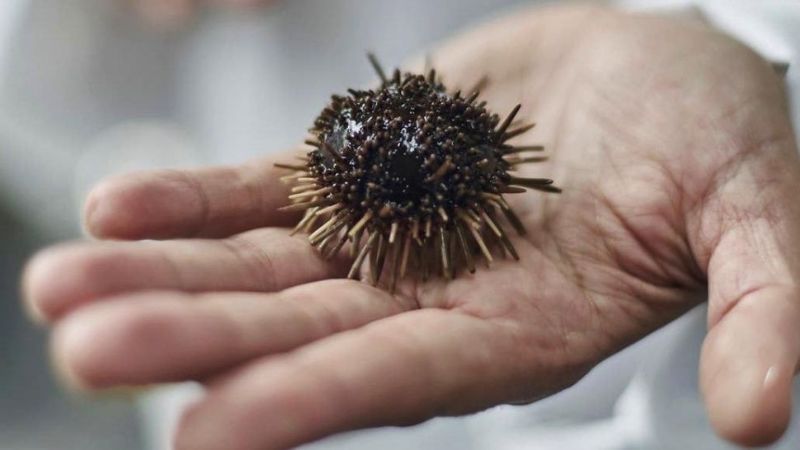 Científicos investigan la cura del coronavirus en un erizo de mar