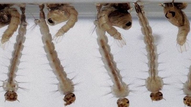 El dengue y un modelo dispuesto a cuestionarlo todo