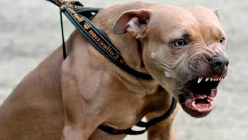 Le soltó al pitbull a dos policías que lo perseguían por romper la cuarentena