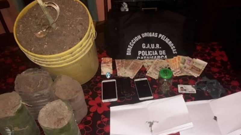 Secuestran cogollos y plantines de marihuana