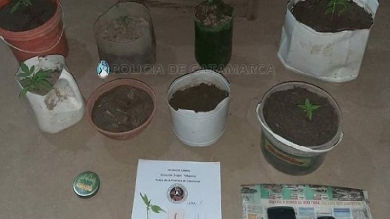 Secuestran cogollos y plantines de marihuana