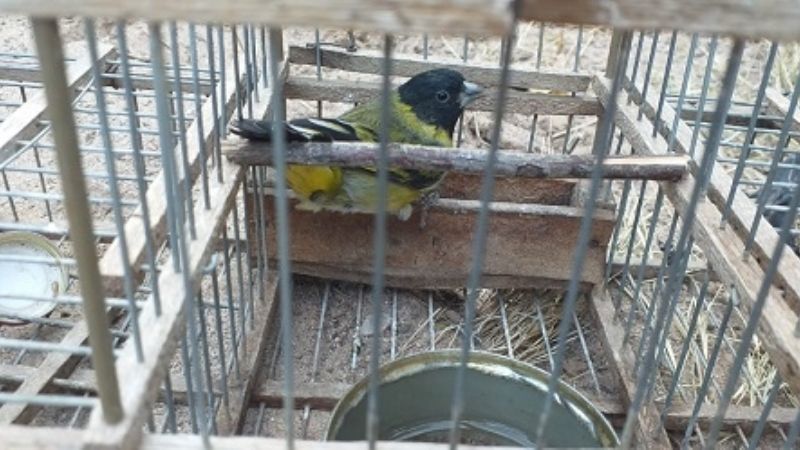 Secuestran gran cantidad de aves canoras en Belén