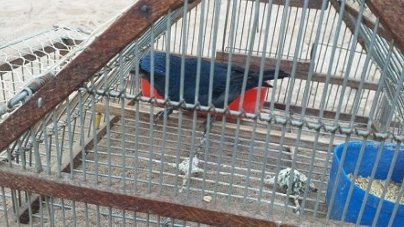 Secuestran gran cantidad de aves canoras en Belén