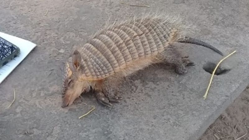 Secuestran gran cantidad de aves canoras en Belén