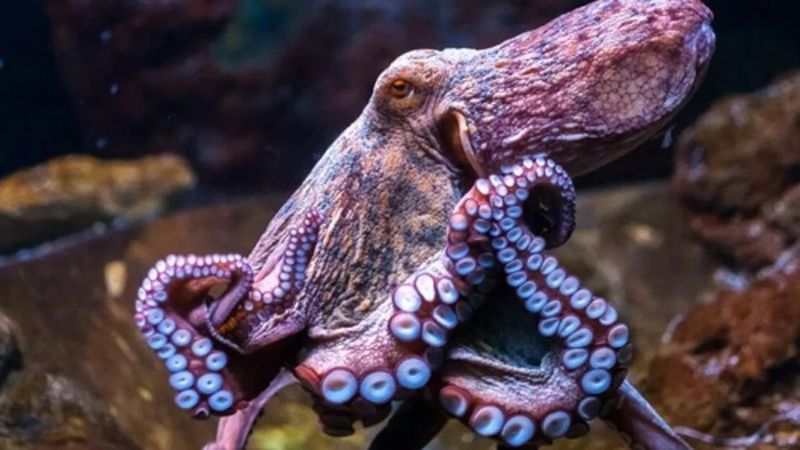 Sorprendente aparición de un pulpo en los canales de Venecia