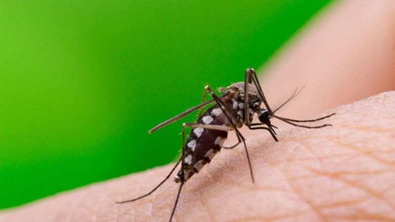 Catamarca suma 17 nuevos casos de dengue