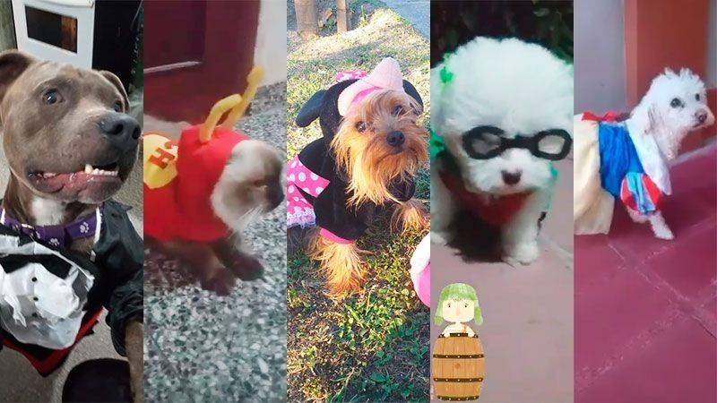 Original celebración del Día del Animal