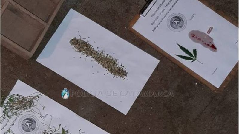 En un allanamiento, secuestran plantines de Marihuana