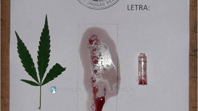 En un allanamiento, secuestran plantines de Marihuana