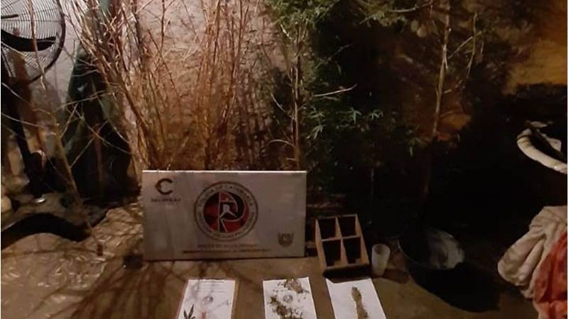 En un allanamiento, secuestran plantines de Marihuana