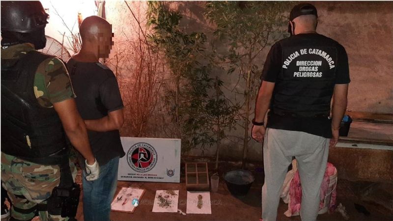 En un allanamiento, secuestran plantines de Marihuana