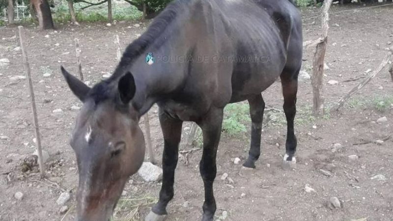 Encuentran en Capayán un caballo robado en la Capital