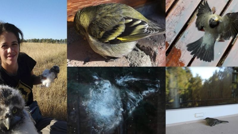 Registrarán el choque de aves contra las ventanas de edificaciones