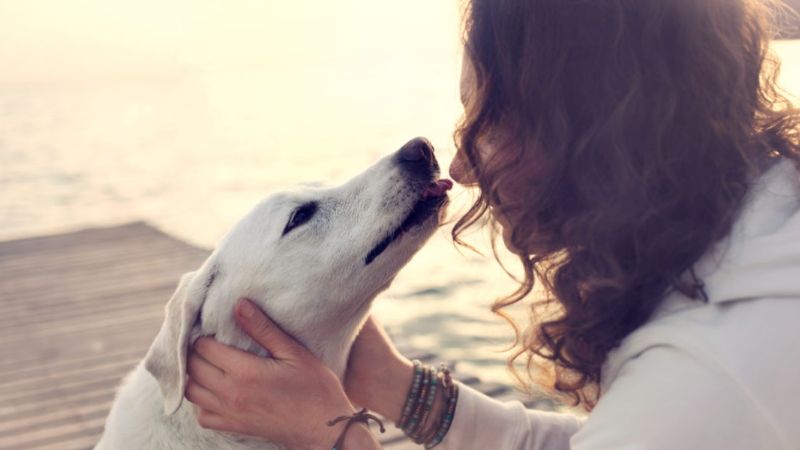 Qué animales pueden infectarse del nuevo coronavirus