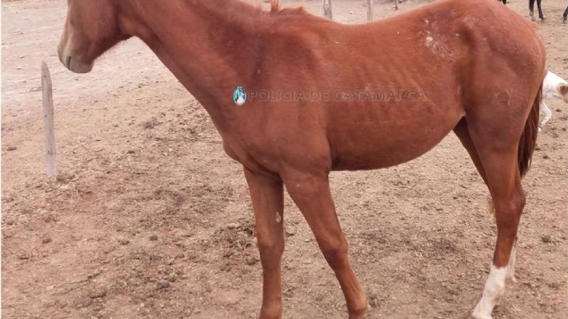 Capturan un caballo en la ruta 33