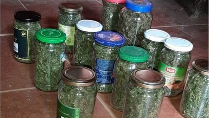 Secuestran 13 frascos con cogollos y semillas de marihuana