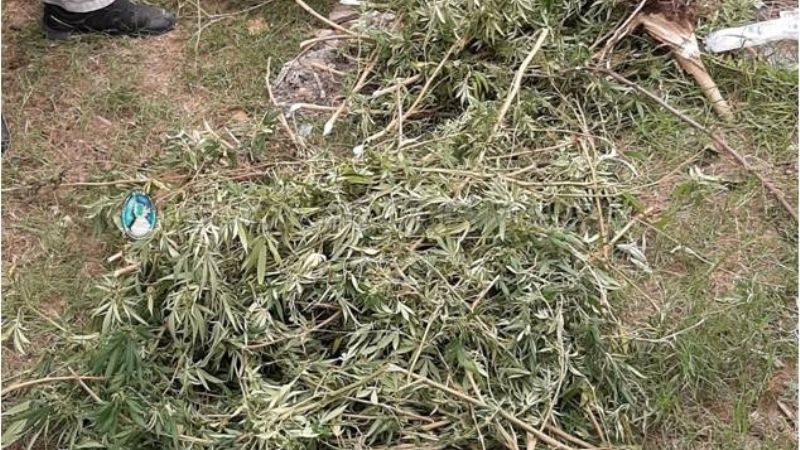 Secuestran 13 frascos con cogollos y semillas de marihuana
