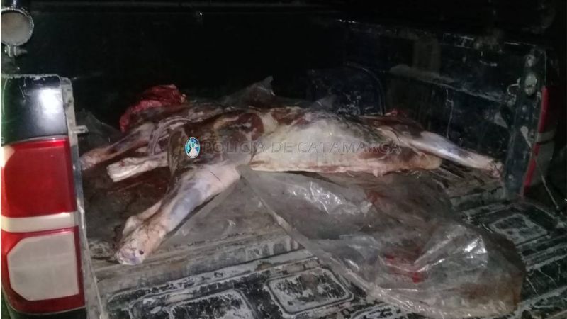Decomisan 60 kilos de carne vacuna en Ancasti