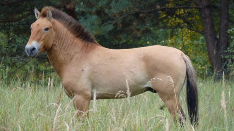 Los caballos salvajes de Chernóbil